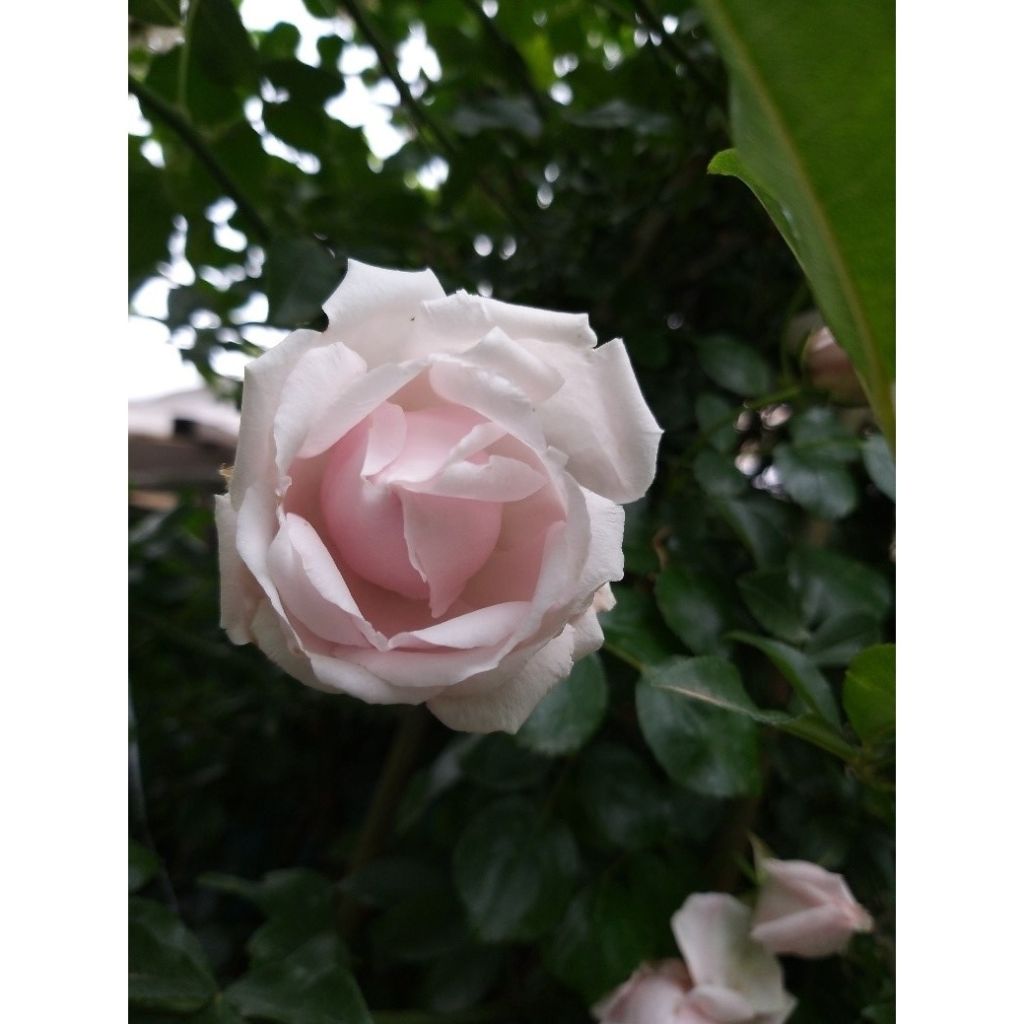 Roseira trepadeira New Dawn