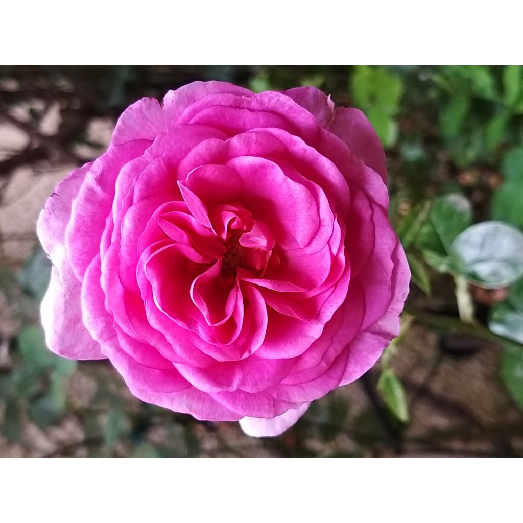 Roseira trepadeira Ozeana