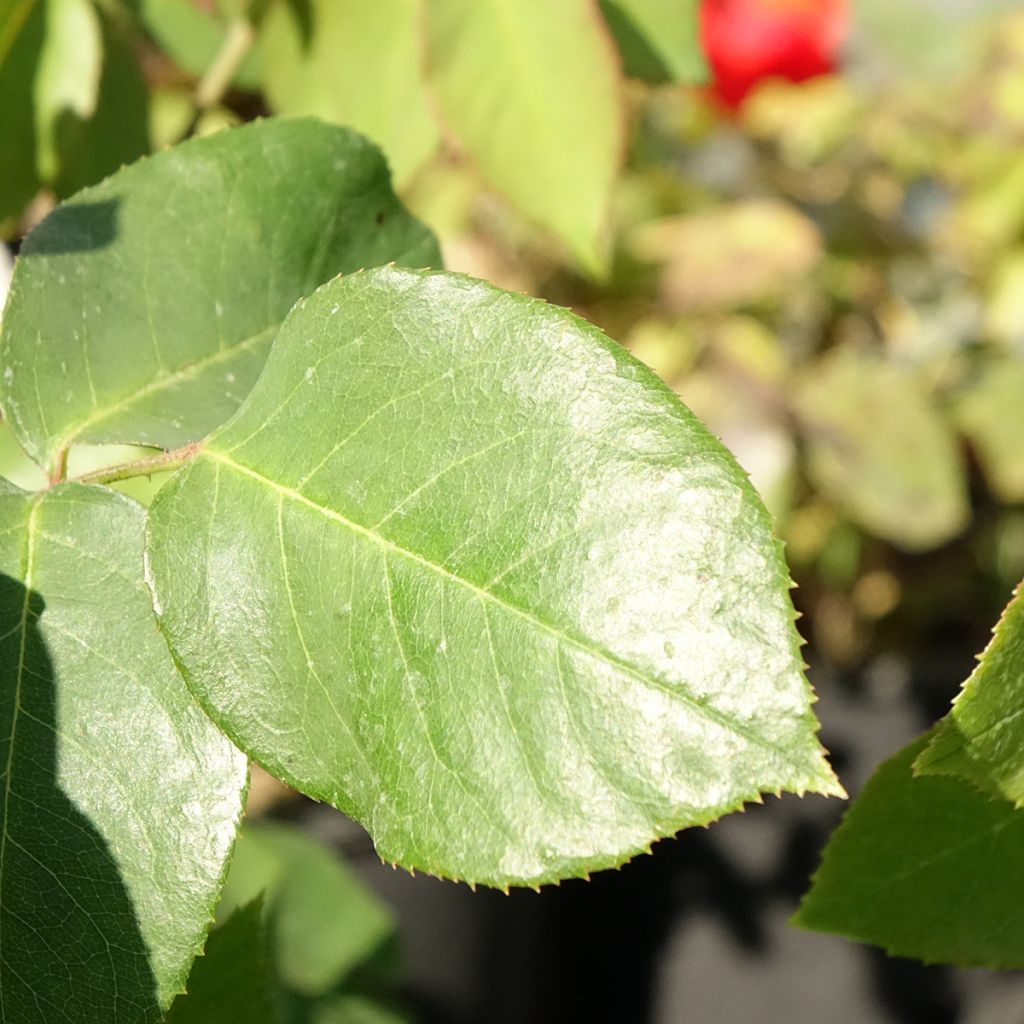 Roseira trepadeira Paul's Lemon Pillar