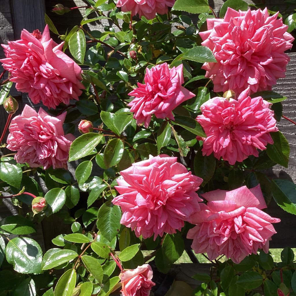 Roseira trepadeira Paul Transon
