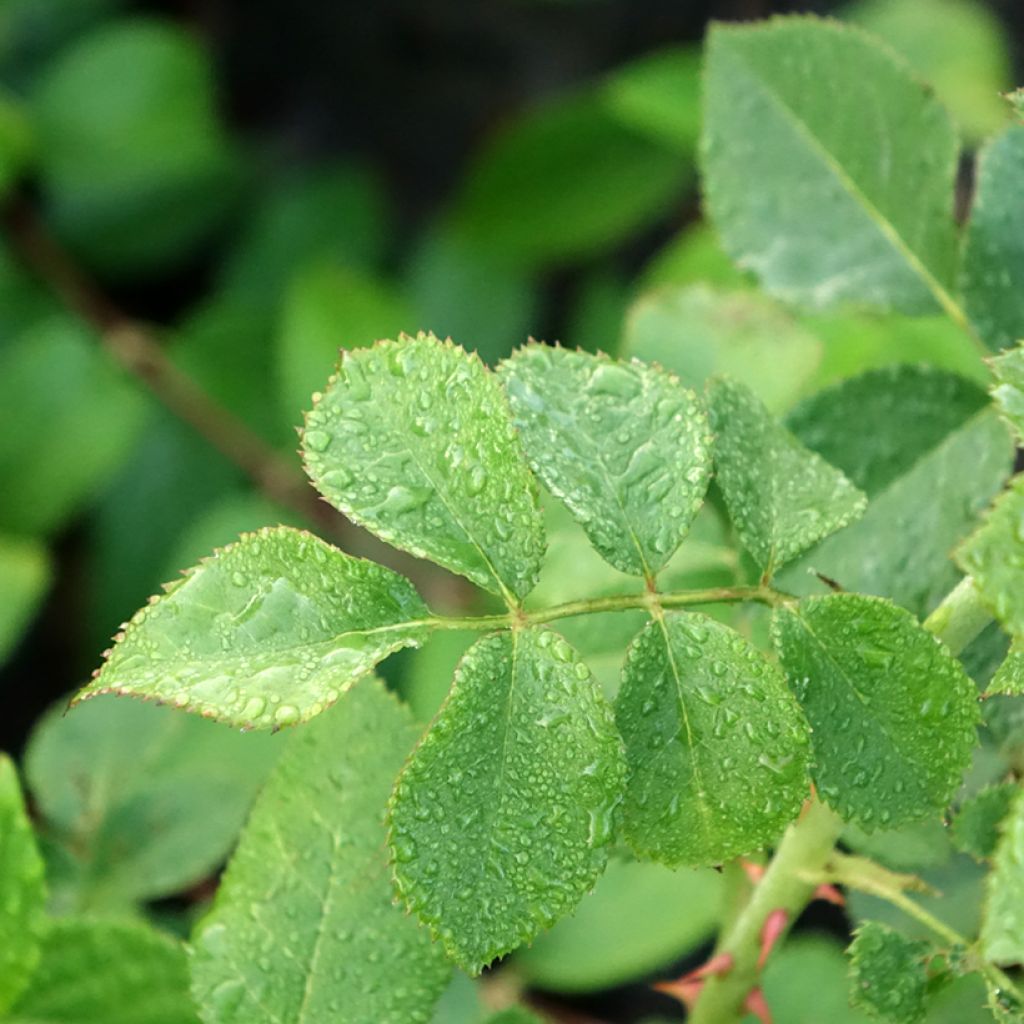 Roseira trepadeira Climbing Max Peach Melba
