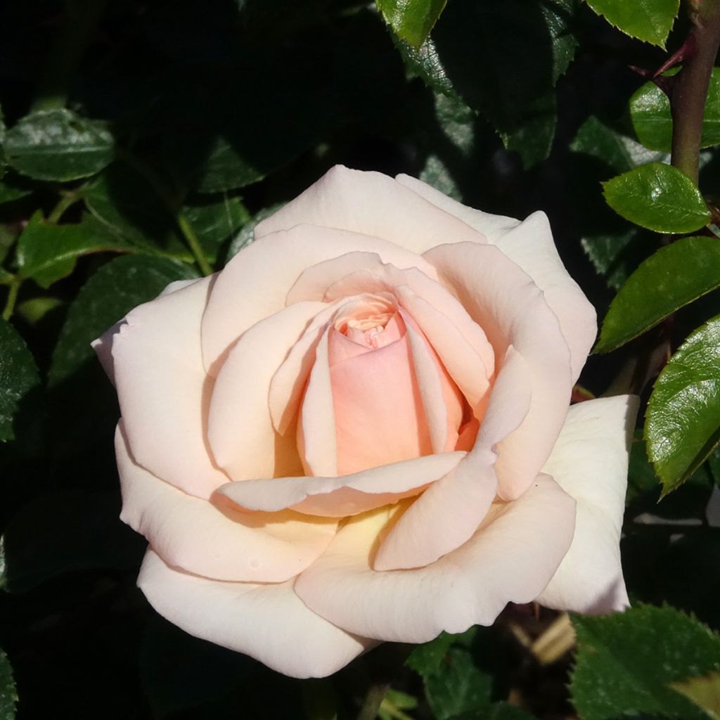 Roseira trepadeira Penny Lane