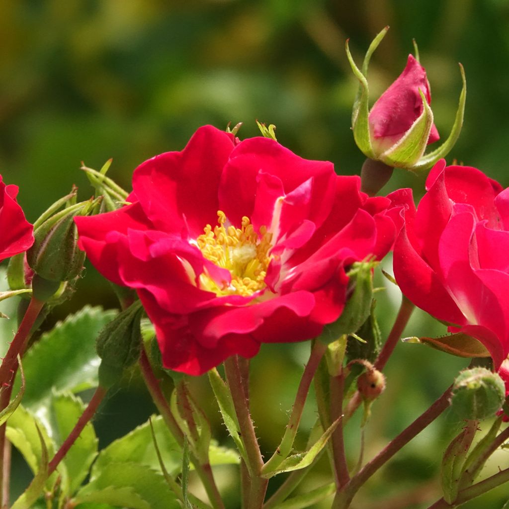 Roseira trepadeira Rambling Rosie