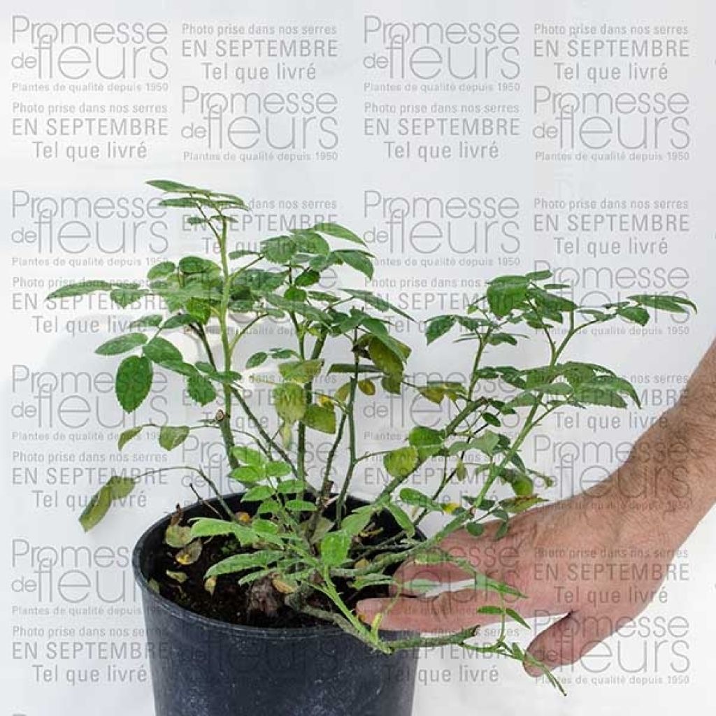 Roseira trepadeira Pink Cloud