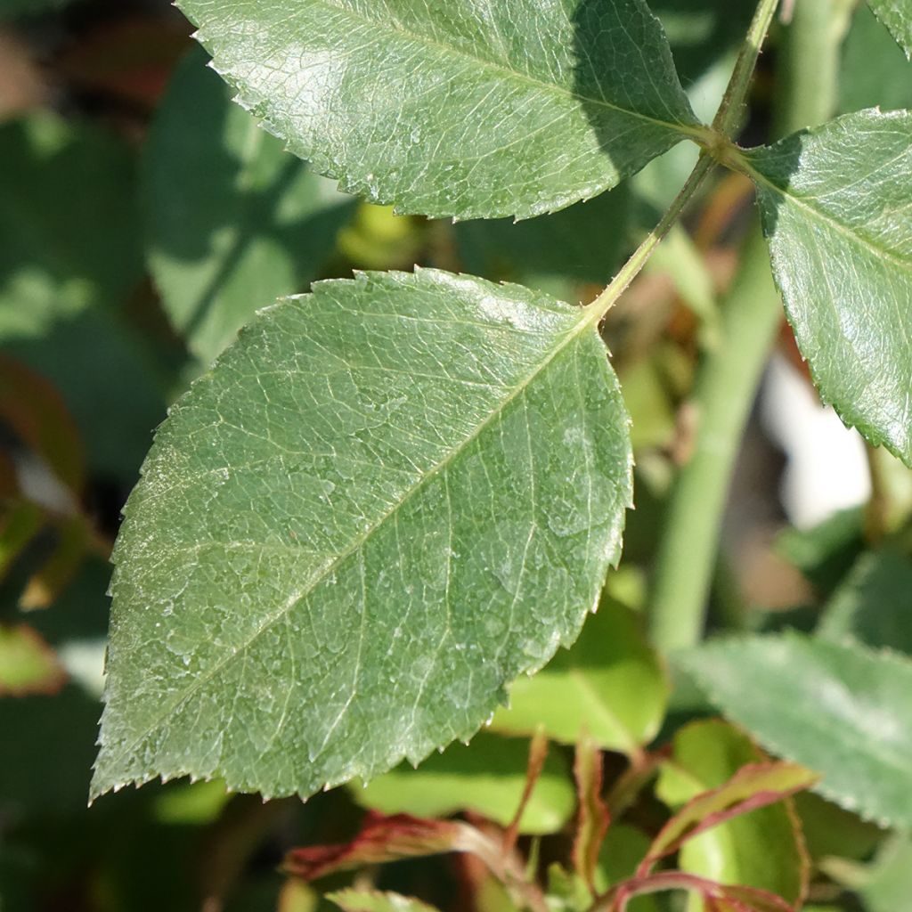 Roseira trepadeira Sabrina