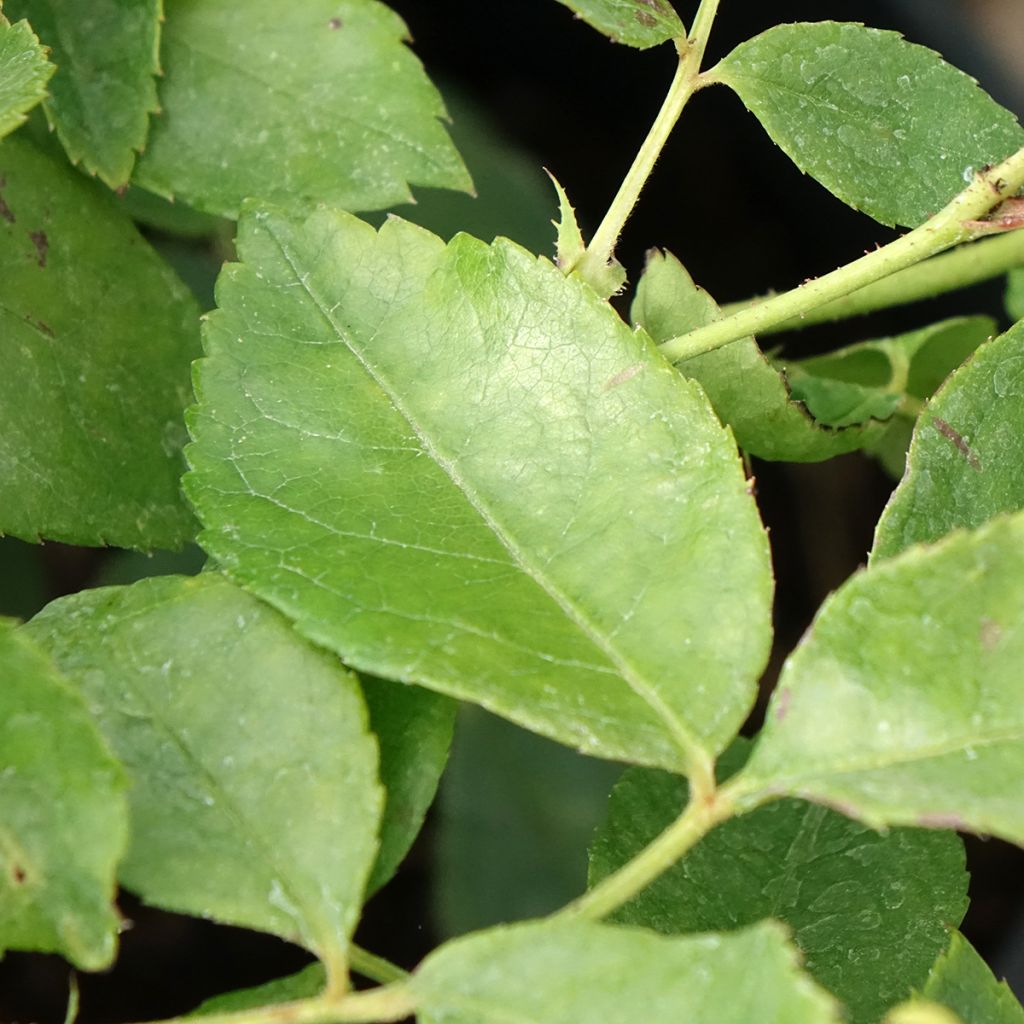 Roseira trepadeira Sourire d'Orchidée