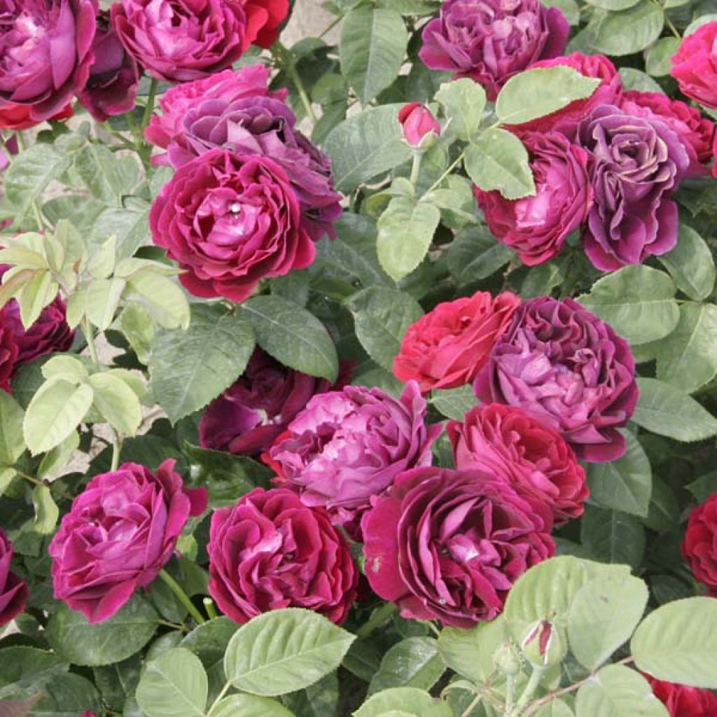 Roseira antiga Souvenir du Docteur Jamain