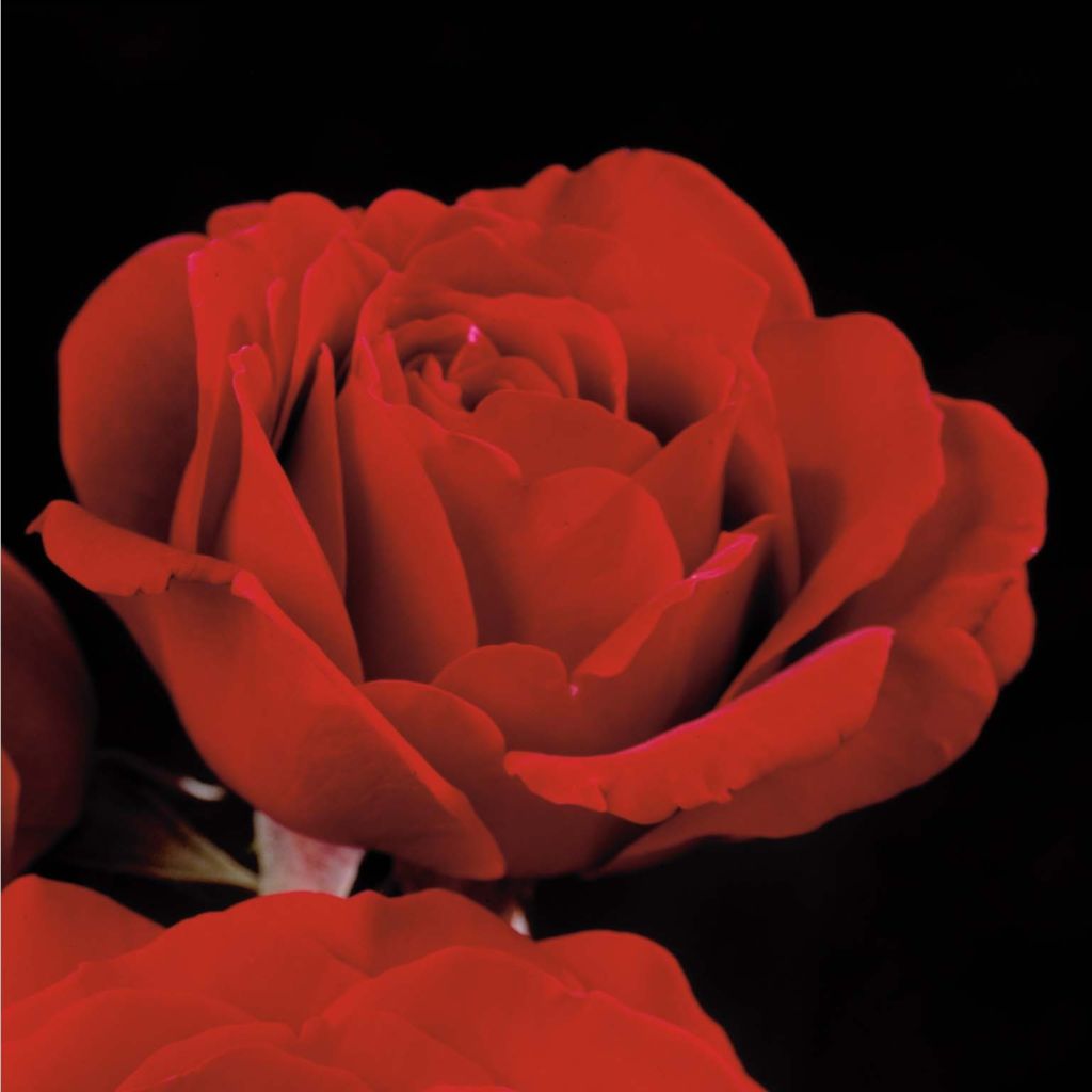 Roseira trepadeira That's Jazz