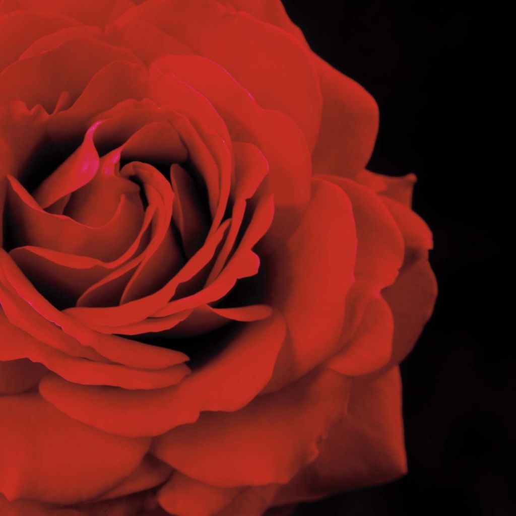 Roseira trepadeira That's Jazz