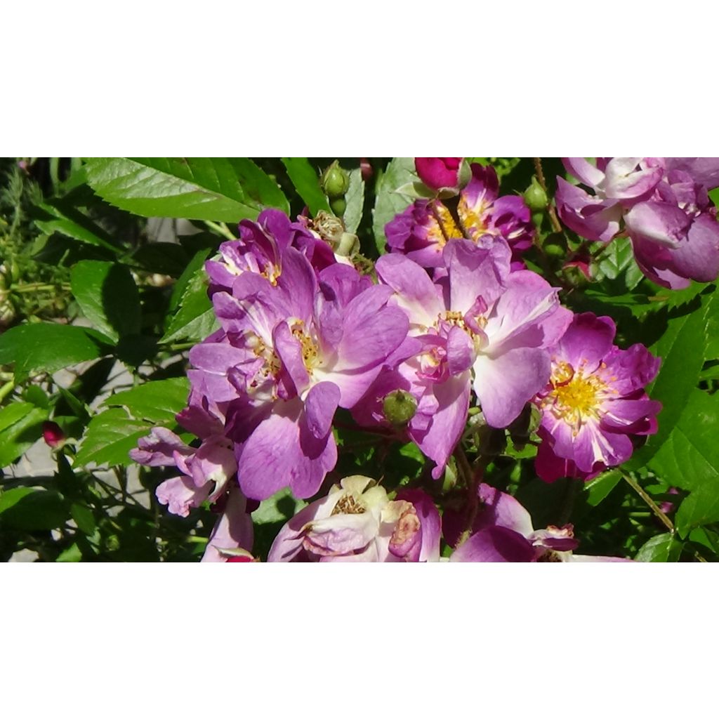 Roseira trepadeira Veilchenblau