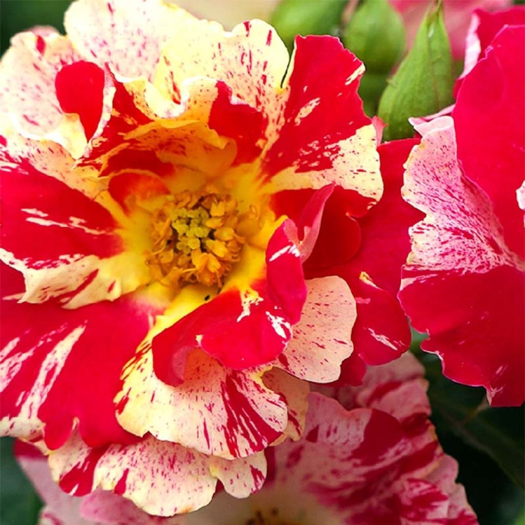 Roseira trepadeira Vihaïpi