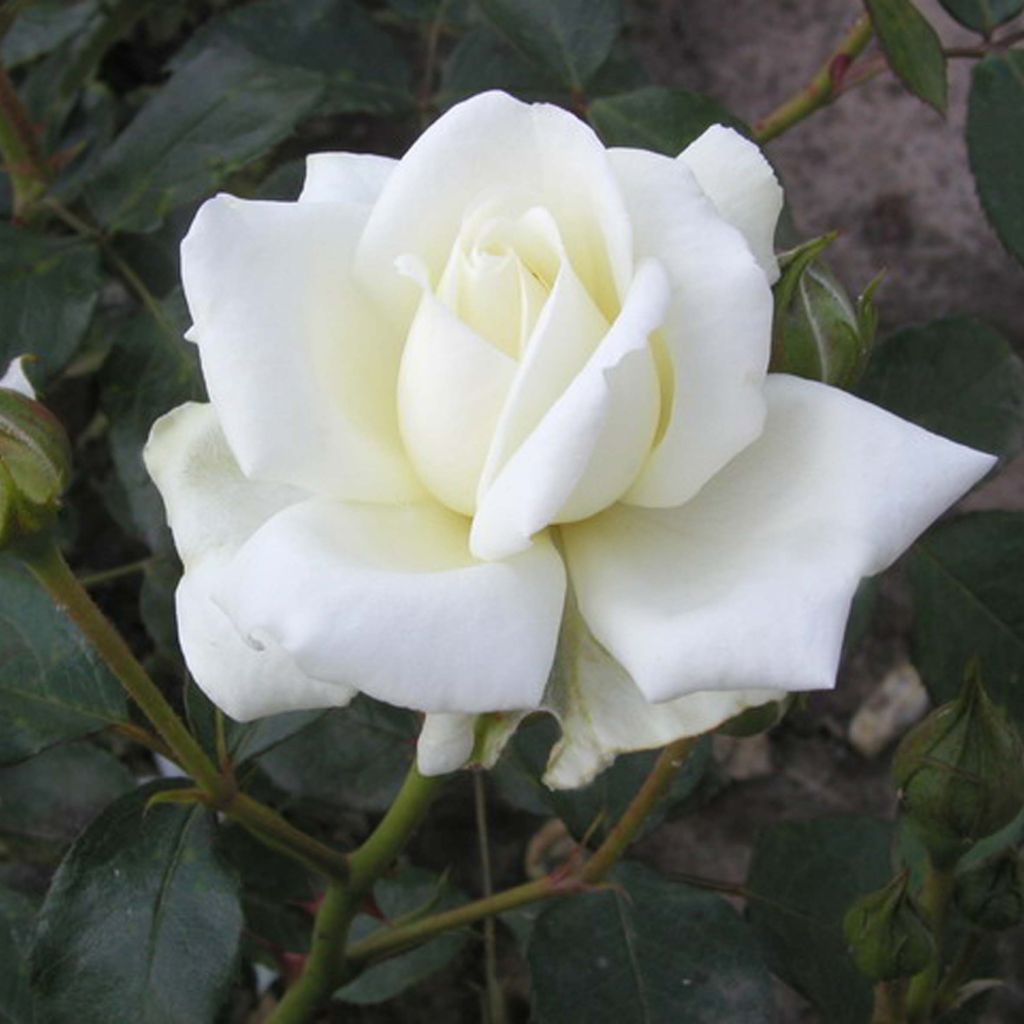 Roseira trepadeira White New Dawn
