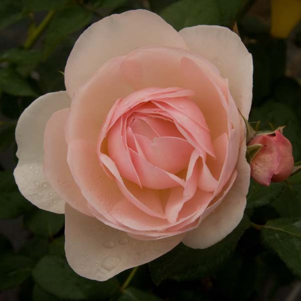 Roseira inglesa Heritage