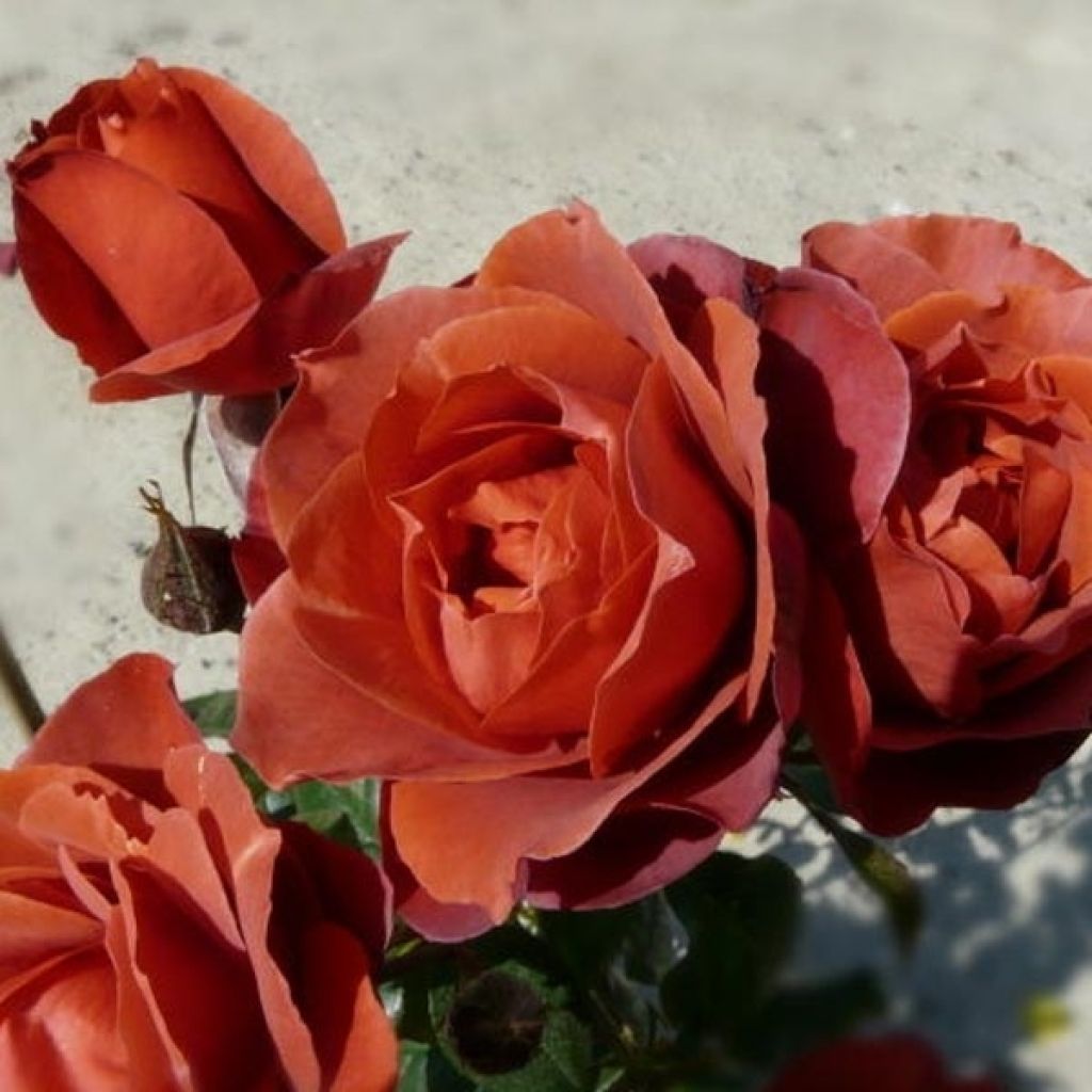 Roseira floribunda Hot Cocoa