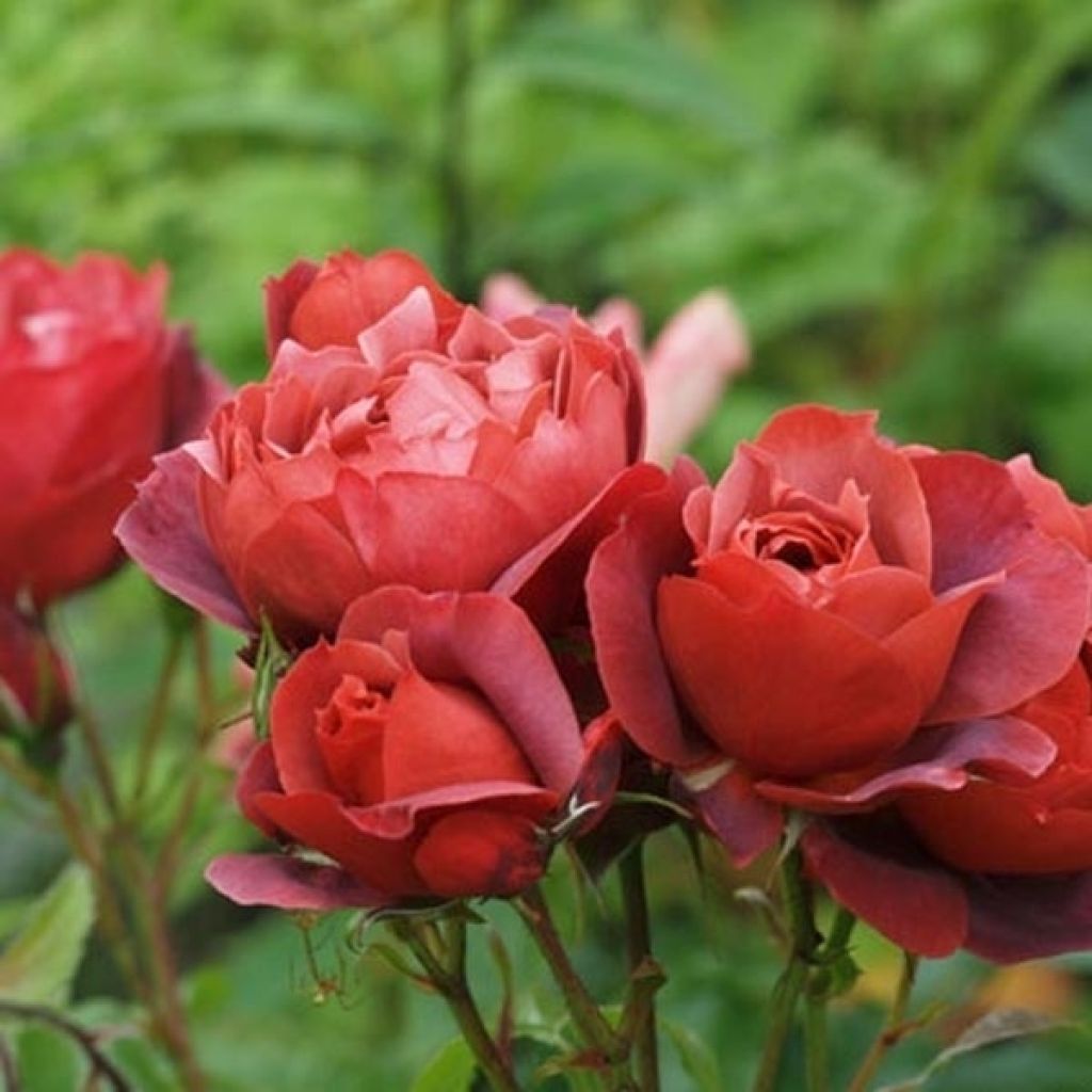 Roseira floribunda Hot Cocoa