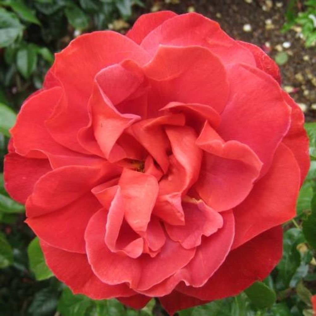 Roseira floribunda Hot Cocoa