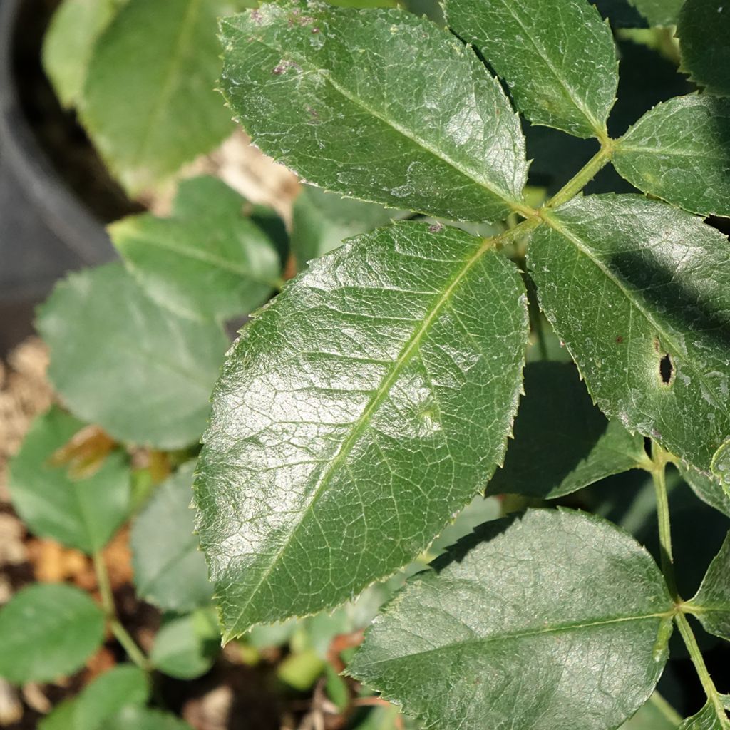 Roseira arbustiva Jubilé du Prince de Monaco