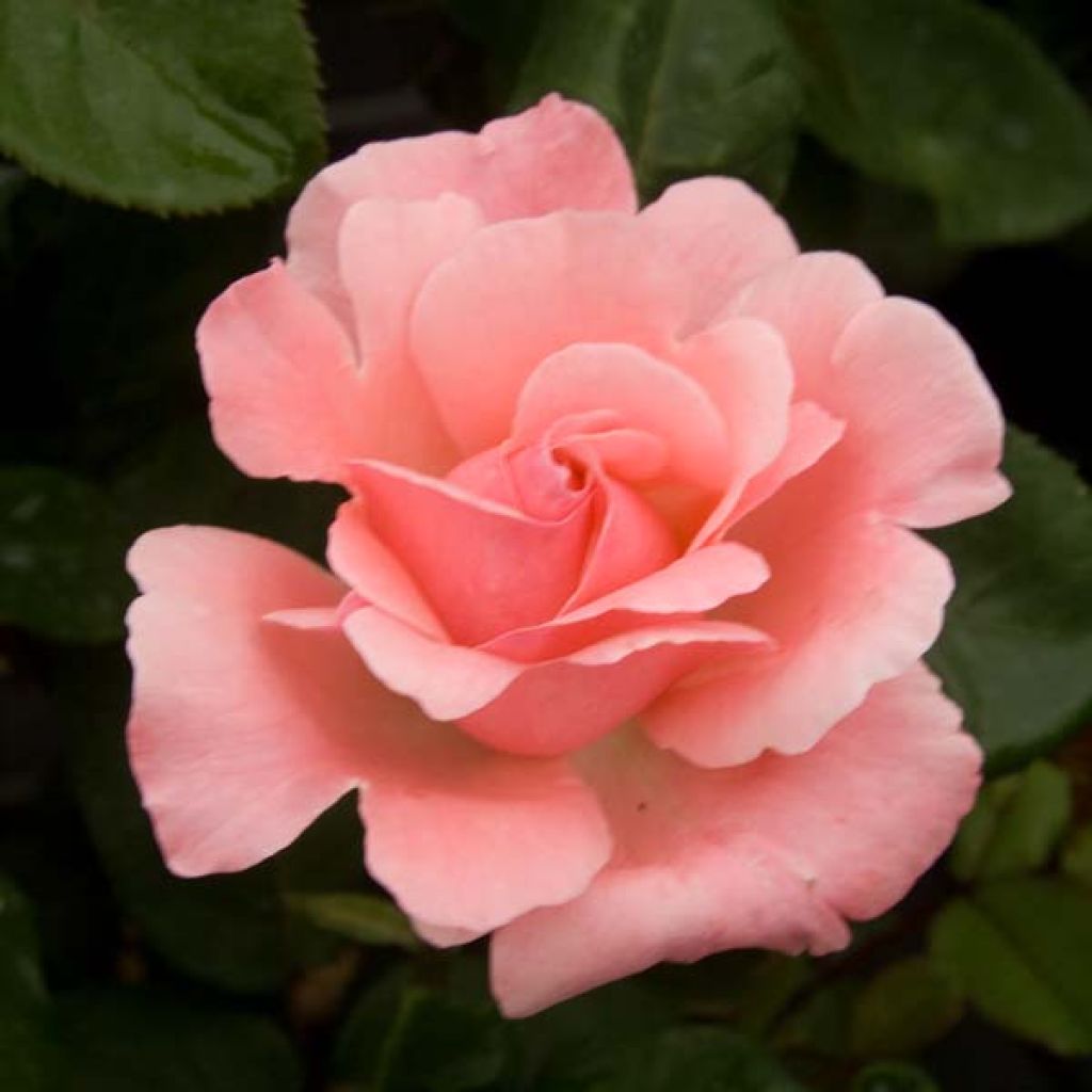 Roseira de flor grande Just Joey