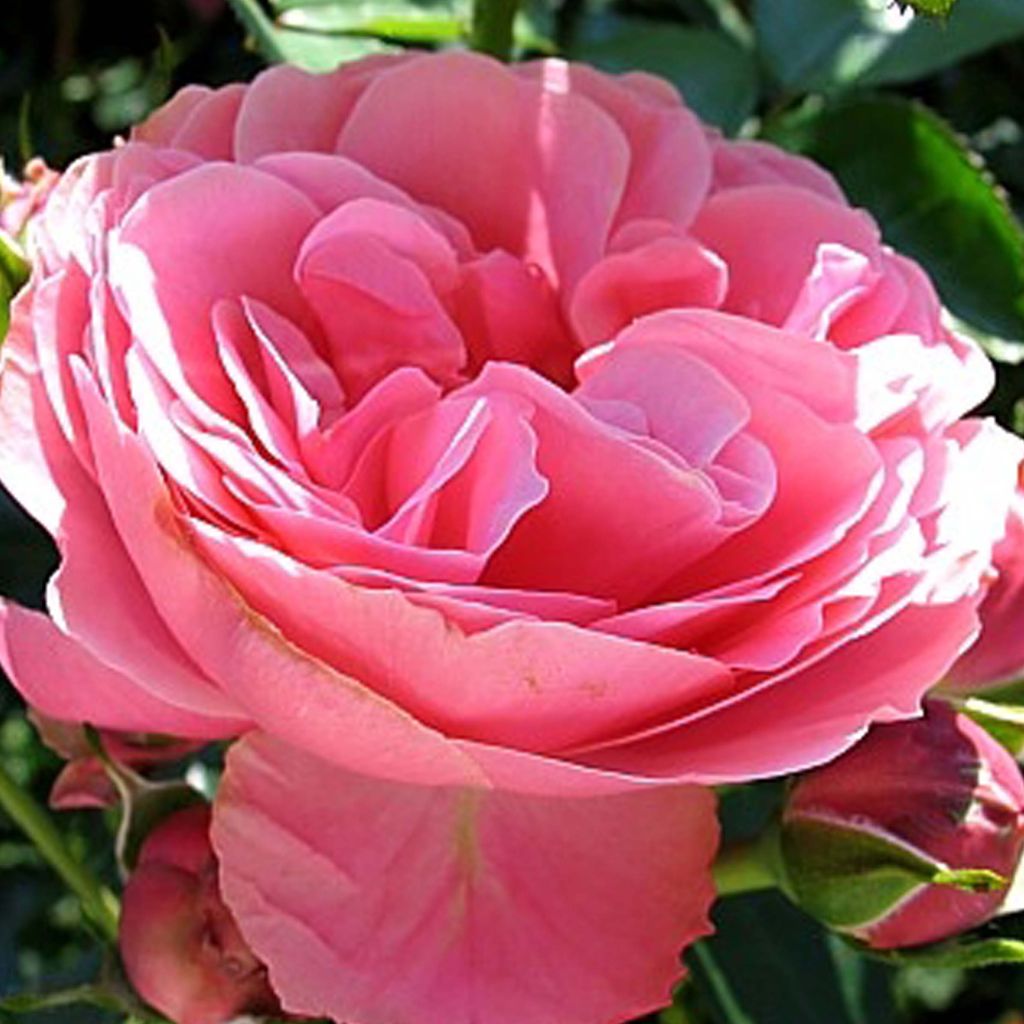 Roseira floribunda Leonardo da Vinci