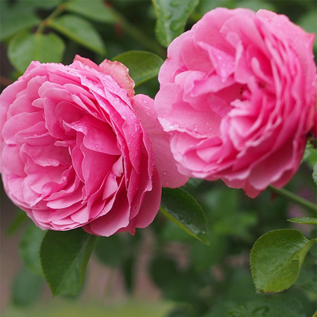 Roseira floribunda Leonardo da Vinci