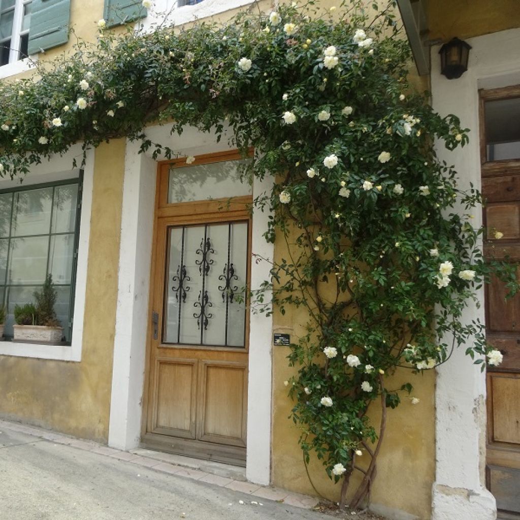 Roseira trepadeira Albéric Barbier