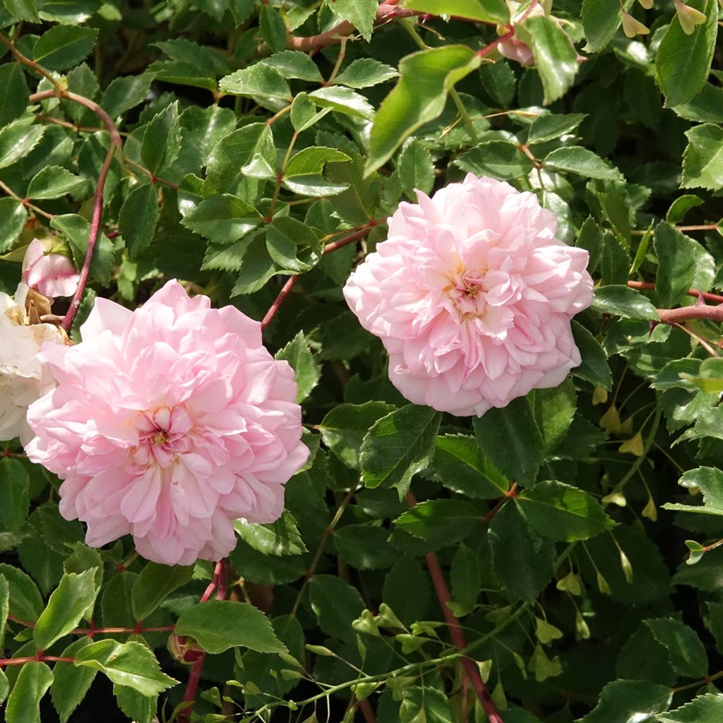 Roseira trepadeira François Juranville