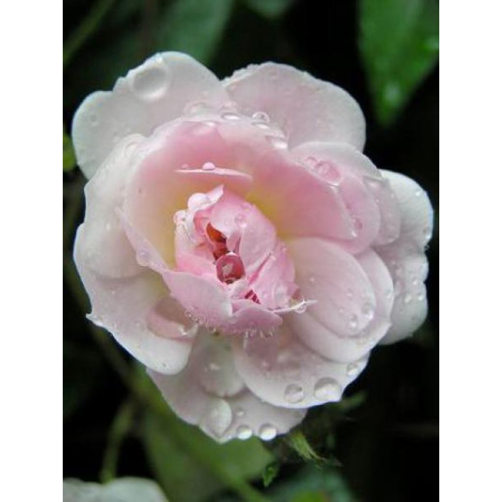 Roseira trepadeira Paul's Himalayan Musk