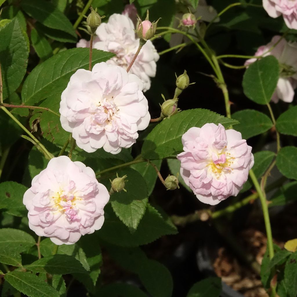 Roseira trepadeira Paul's Himalayan Musk