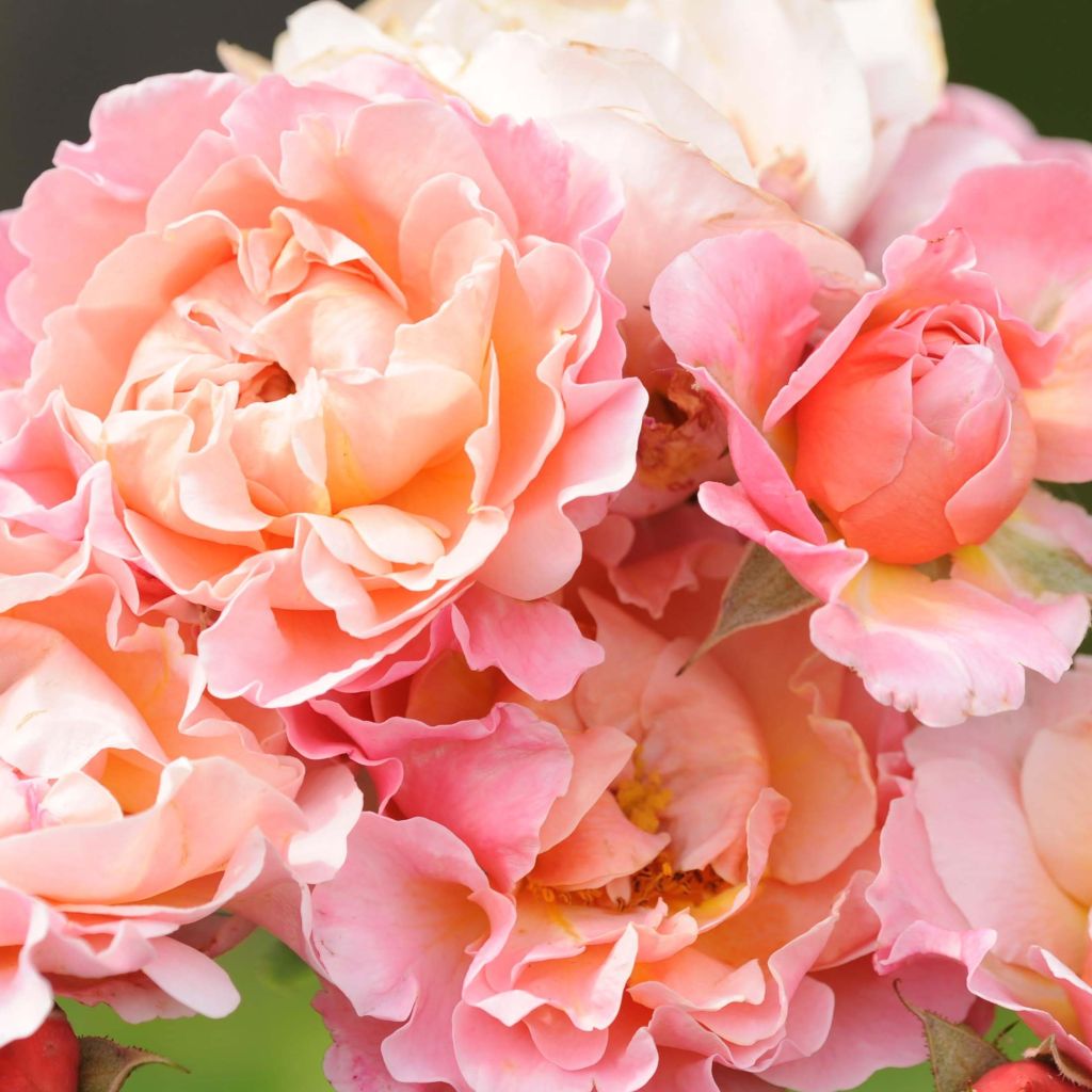 Roseira floribunda Marie Curie