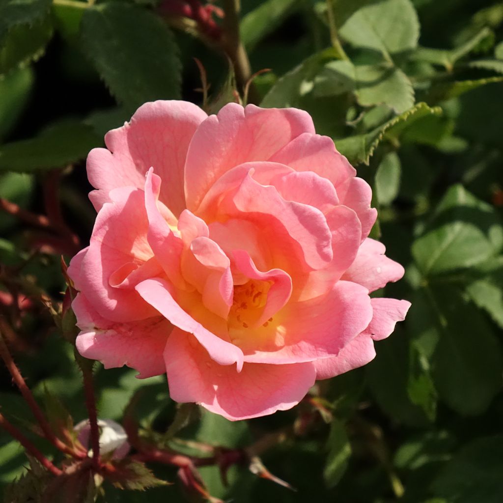 Roseira paisagística anã Pink Chantilly