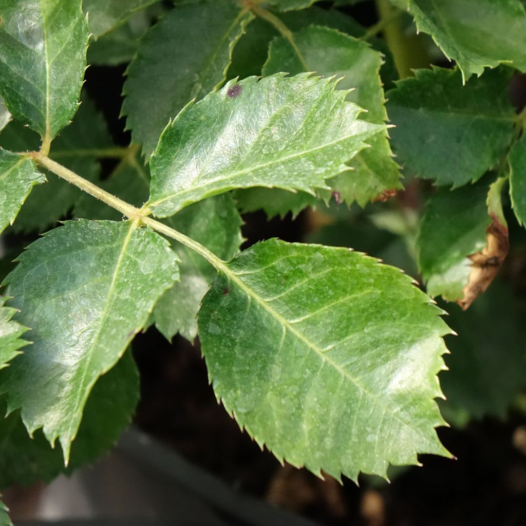 Roseira miniatura Aria Babylon Eyes