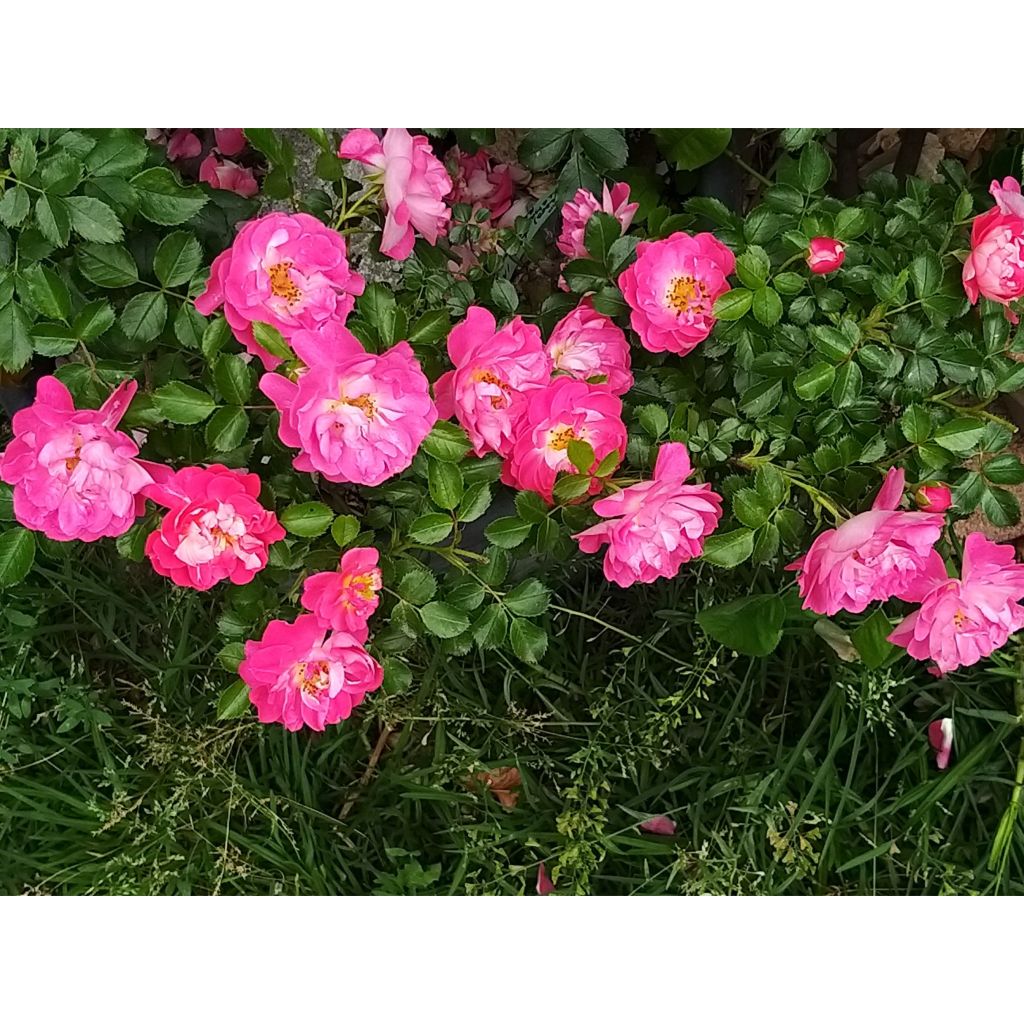 Roseira miniatura Charmant