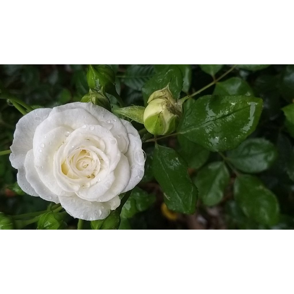 Roseira miniatura Schneeküsschen