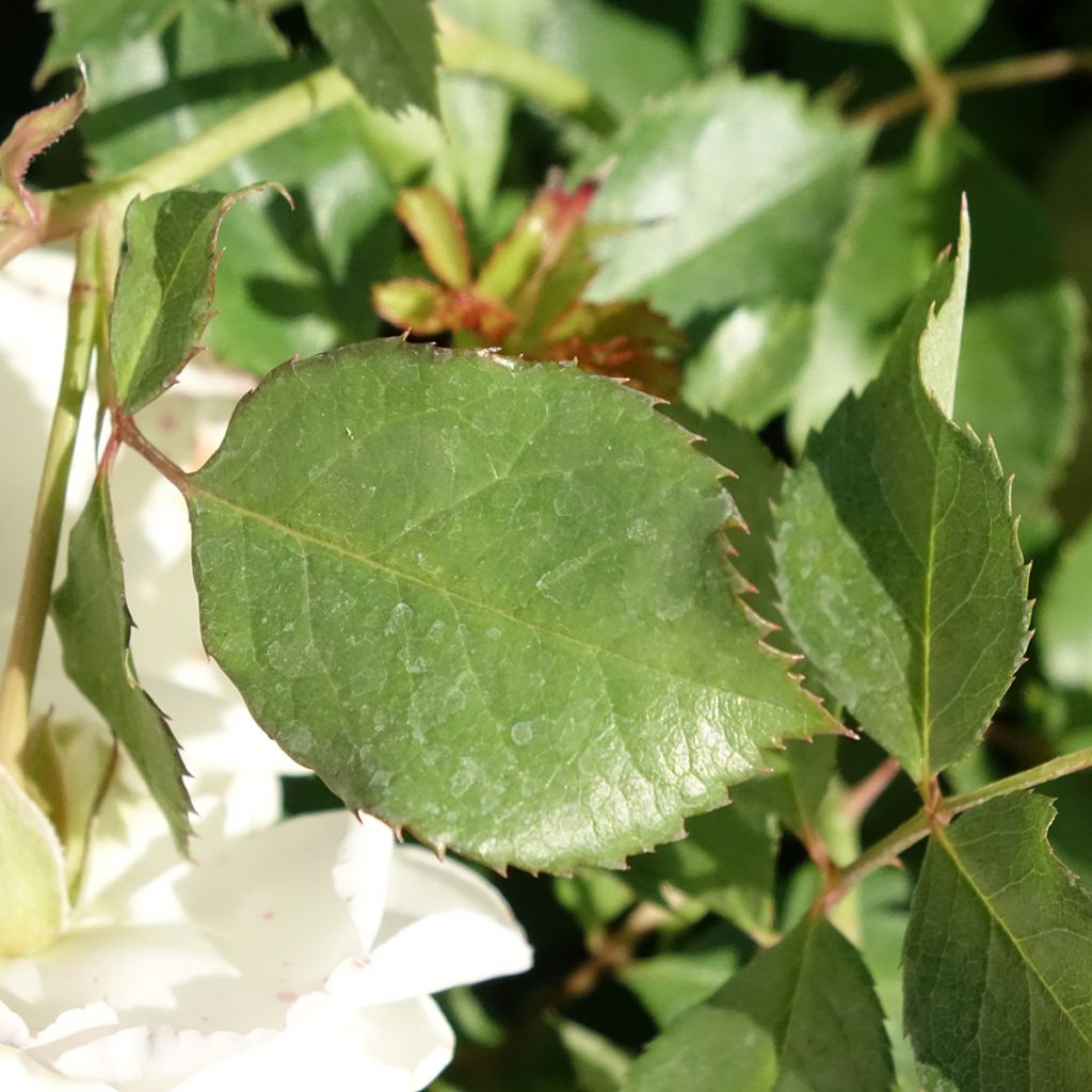 Roseira miniatura Schneeküsschen