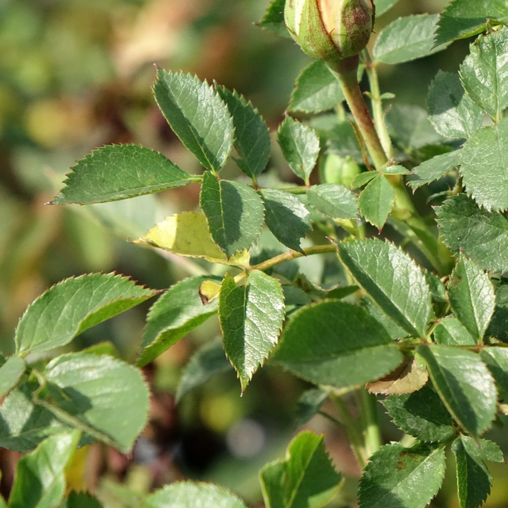 Roseira miniatura Sweet Dream