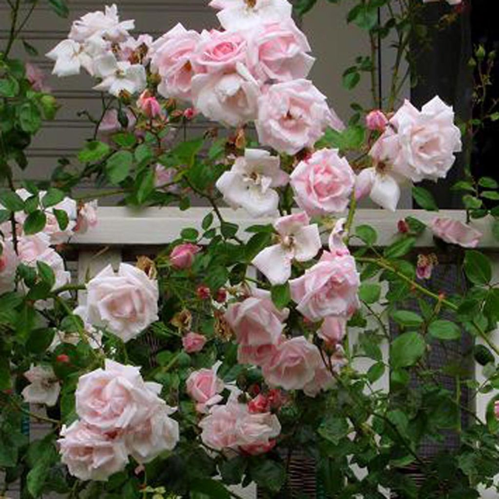 Roseira trepadeira New Dawn