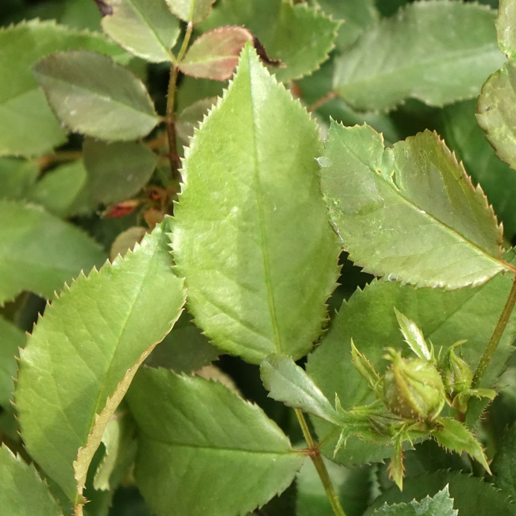 Roseira de pátio Patio Rose Xenia