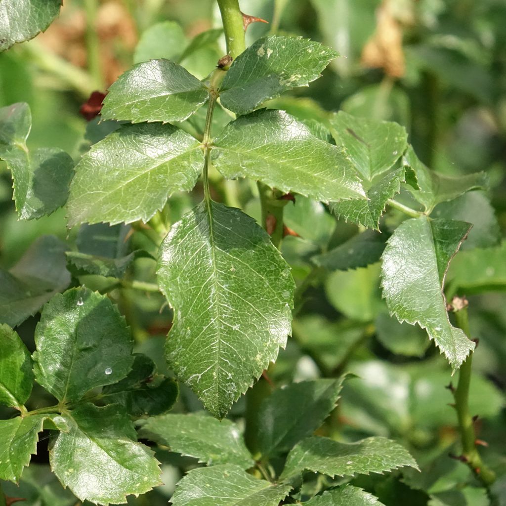 Roseira paisagística Pink Swany