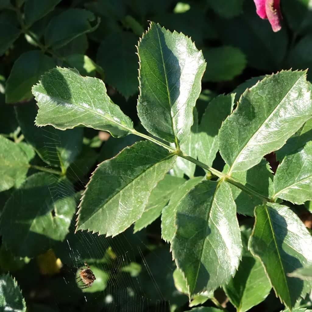 Roseira paisagística Hello