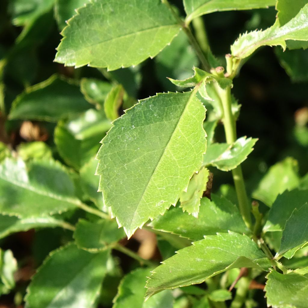 Roseira paisagística Street Colors Champs Elysées