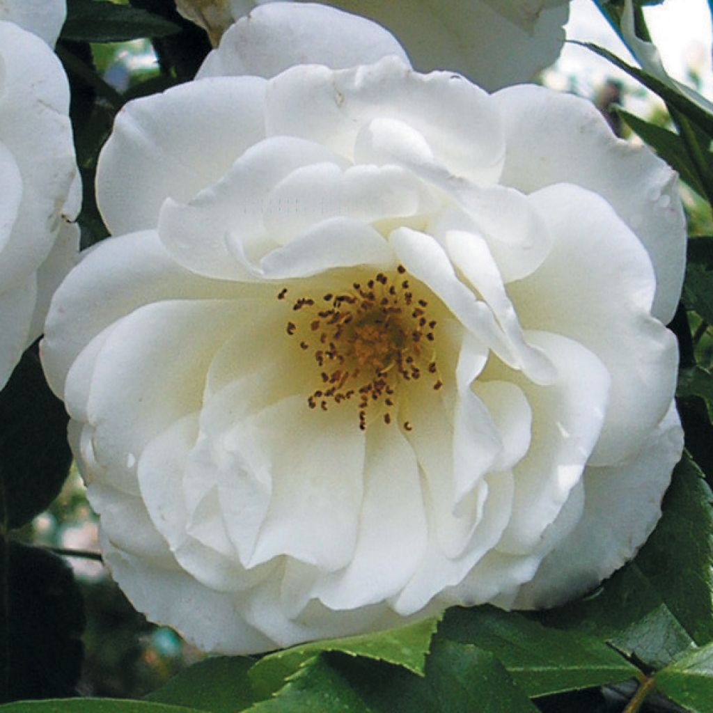 Roseira floribunda Princess of Wales