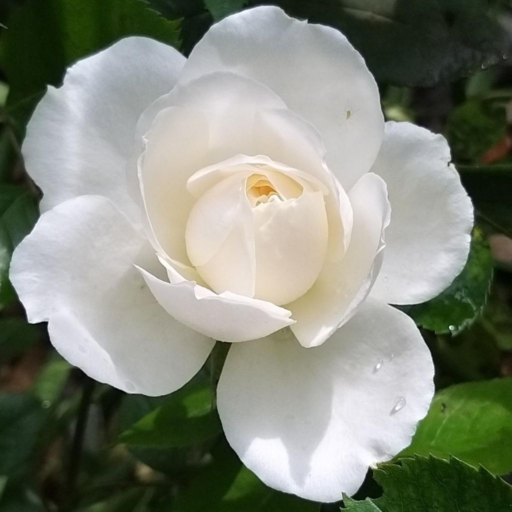 Roseira floribunda Princess of Wales