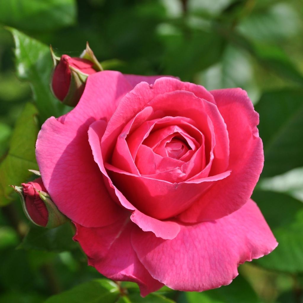 Roseira de flor grande Remember®