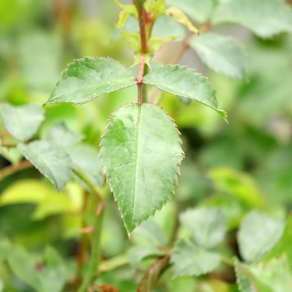 Roseira floribunda Rigo Rosen Innocencia