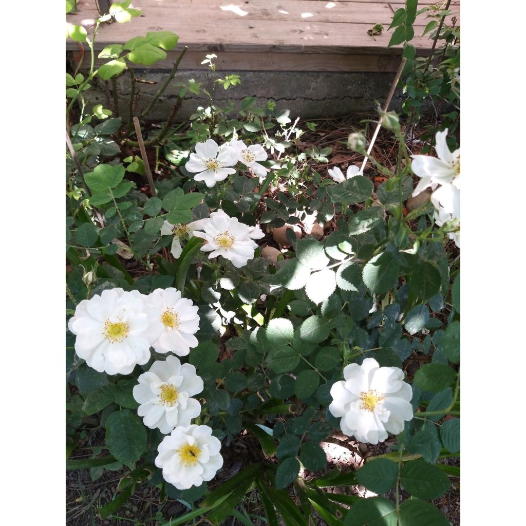 Roseira rugosa rugosa Alba