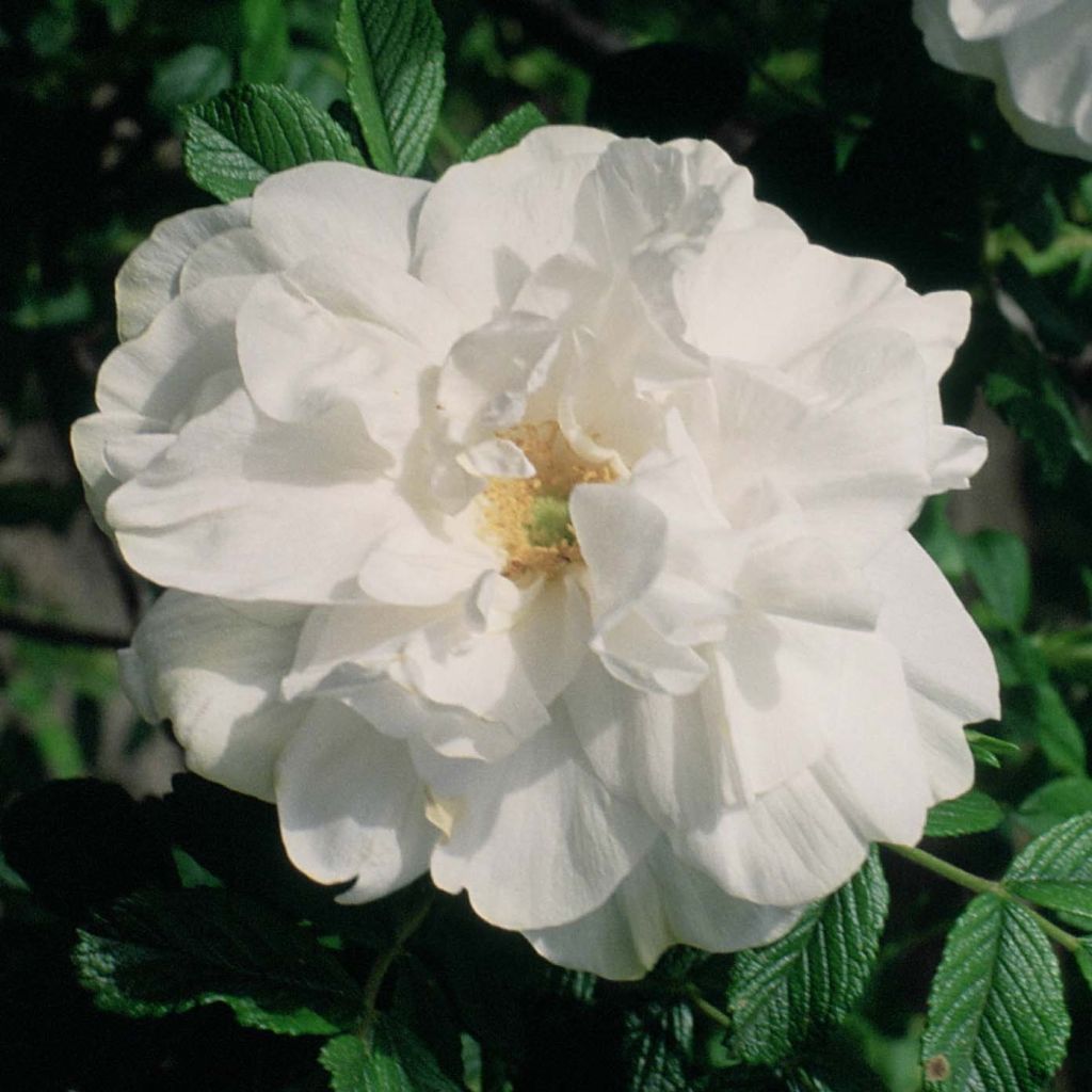 Roseira rugosa Blanc Double de Coubert