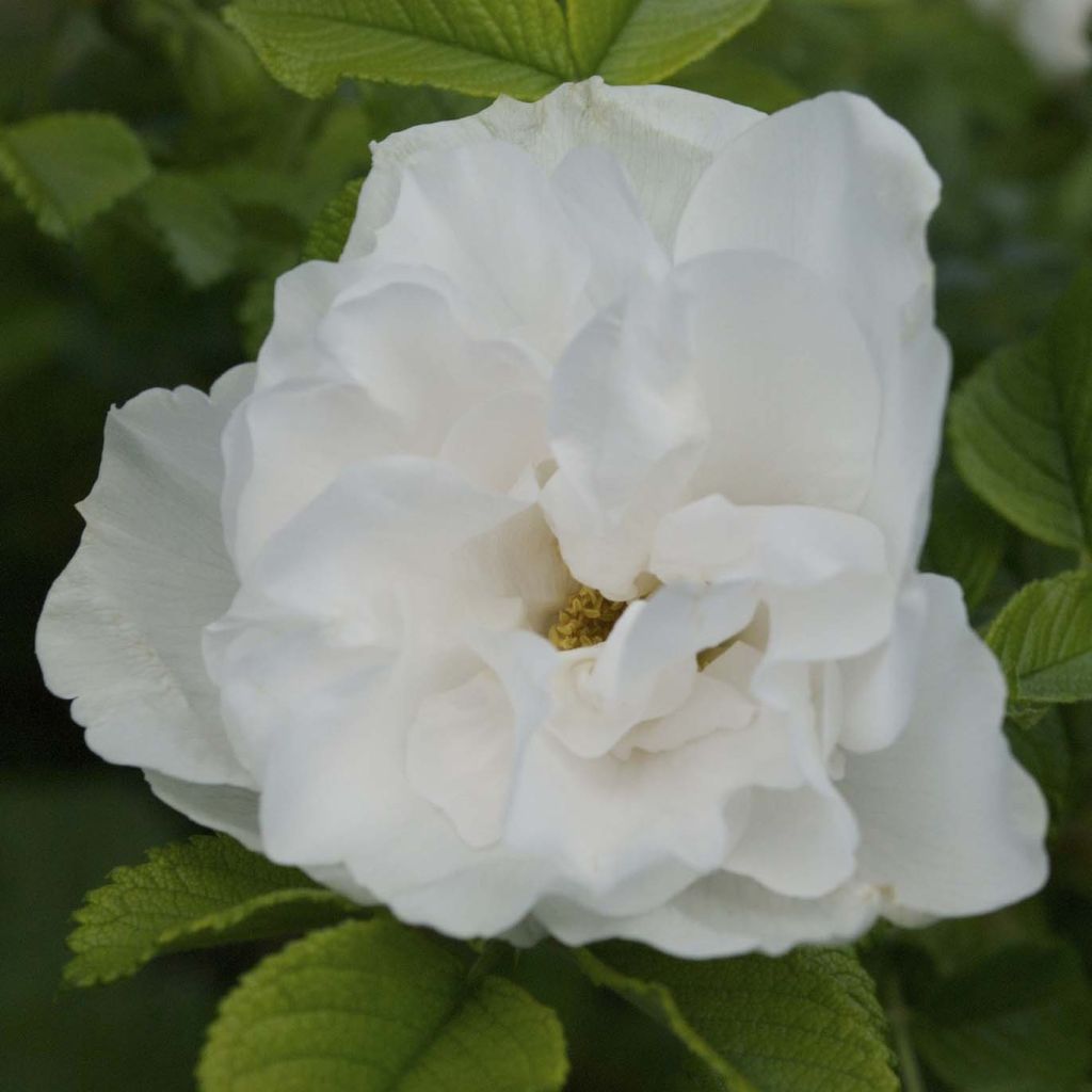 Roseira rugosa Blanc Double de Coubert