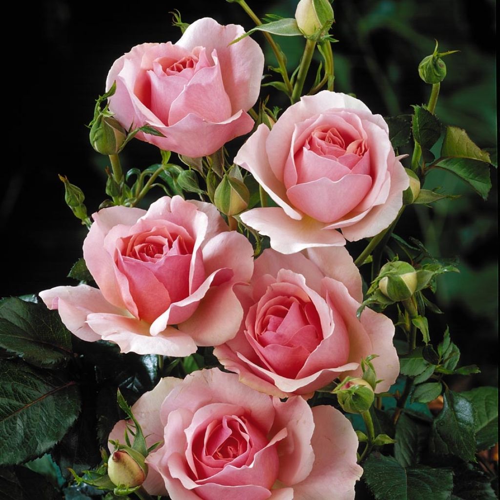 Roseira padrão Côté jardin Orapent