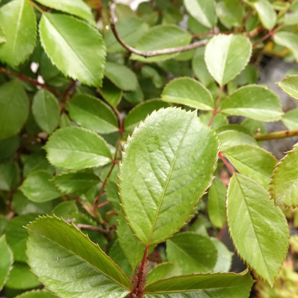 Roseira padrão Côté jardin Orapent