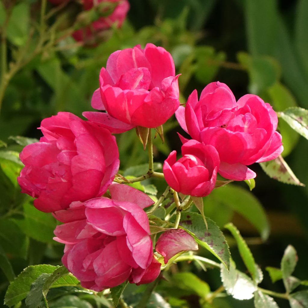 Roseira padrão Flower Carpet Pink
